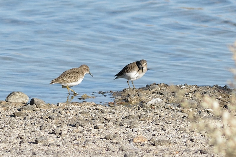 Kleinste Strandloper